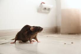 Mice control Orleans